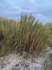 Artemisia salsoloides