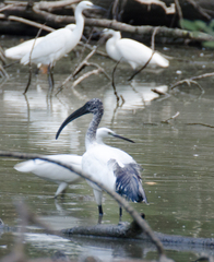 Threskiornis aethiopicus
