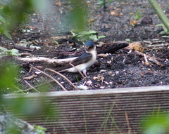 Petrochelidon nigricans