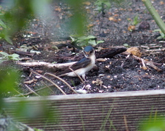 Petrochelidon nigricans
