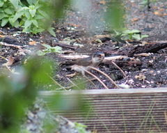 Petrochelidon nigricans