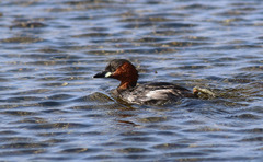 Tachybaptus ruficollis