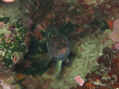 Serranus scriba