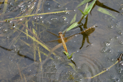 Crocothemis servilia mariannae