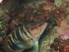 Serranus scriba