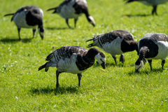 Branta leucopsis