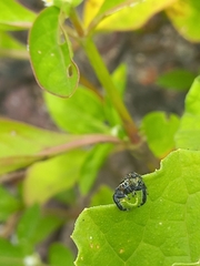 Thyene imperialis