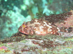 Scorpaena maderensis