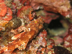 Scorpaena maderensis