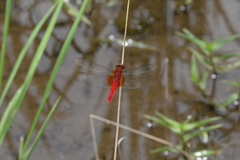Crocothemis servilia mariannae