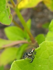 Thyene imperialis