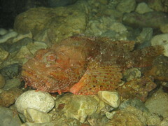Scorpaena scrofa