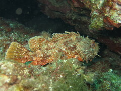 Scorpaena scrofa