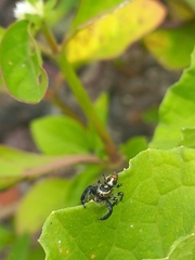Thyene imperialis