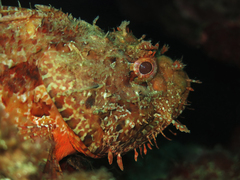 Scorpaena scrofa