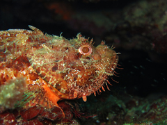 Scorpaena scrofa