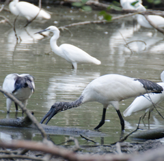 Threskiornis aethiopicus