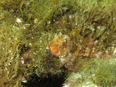 Scorpaena maderensis