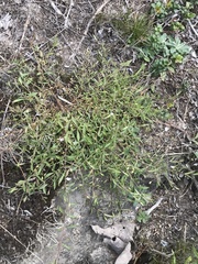 Stellaria longifolia
