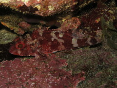 Scorpaena maderensis