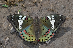 Euthalia lubentina arasada