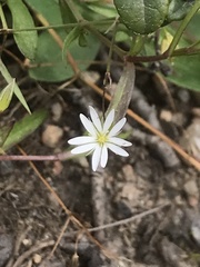 Stellaria longifolia