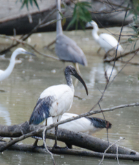 Threskiornis aethiopicus