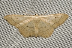 Idaea aversata