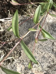 Stellaria longifolia