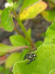 Thyene imperialis