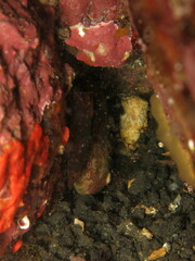 Lepadogaster candolii