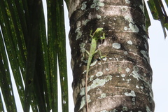 Bronchocela jubata