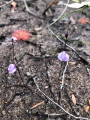 Utricularia lateriflora