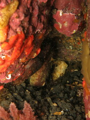 Lepadogaster candolii