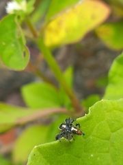 Thyene imperialis