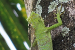 Bronchocela jubata