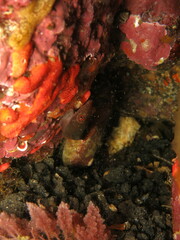 Lepadogaster candolii