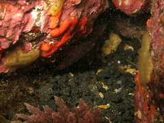 Lepadogaster candolii