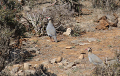 Alectoris melanocephala