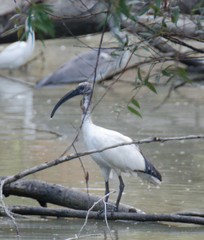 Threskiornis aethiopicus