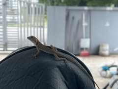 Calotes versicolor