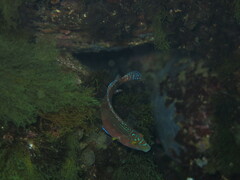Symphodus mediterraneus