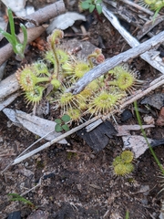 Drosera glanduligera