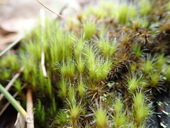 Campylopus introflexus