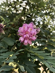 Robinia hispida
