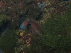 Symphodus mediterraneus