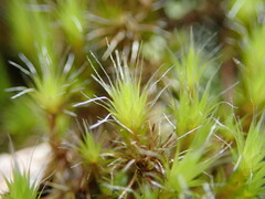 Campylopus introflexus