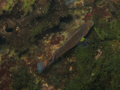 Symphodus mediterraneus
