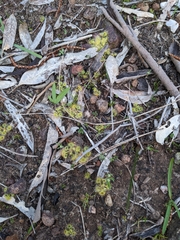 Drosera glanduligera