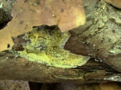 Fuligo septica